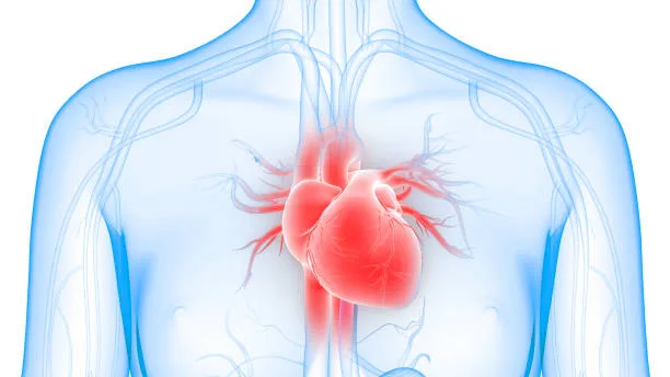 3D Illustration of Human Heart Anatomy